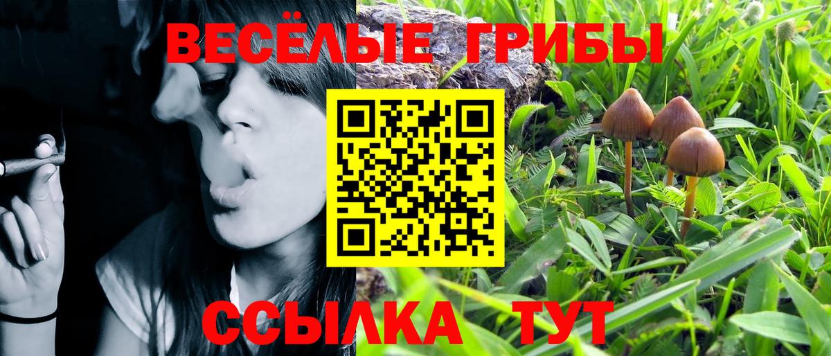 Азнакаево  Галлюциногенные грибы Psilocybine cubensis  Вход с VPN 